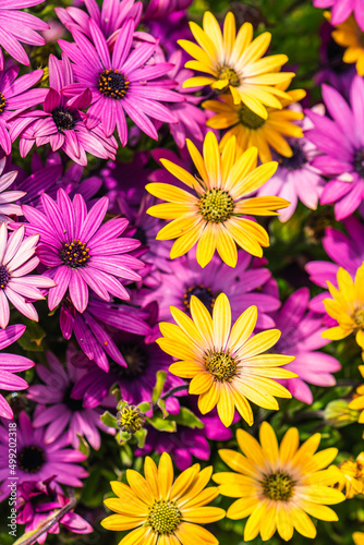 Fototapeta Naklejka Na Ścianę i Meble -  African Daisy Colour Mix, Osteospermum ecklonis, Asteraceae