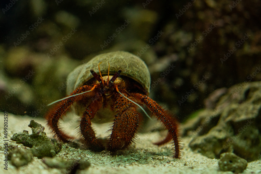 crab on the rock