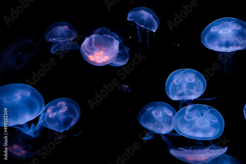 jellyfish in blue water