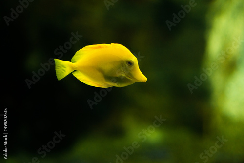 yellow tang fish