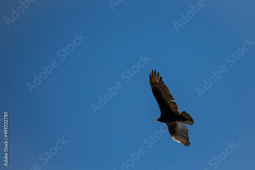 Turkey Vulture (Cathartes aura) flying in a blue sky with copy space