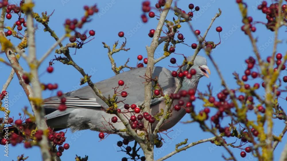 Common Wood Pigeon Columba palumbus feeding - 4K Common Wood Pigeon Columba palumbus feeding - 4K