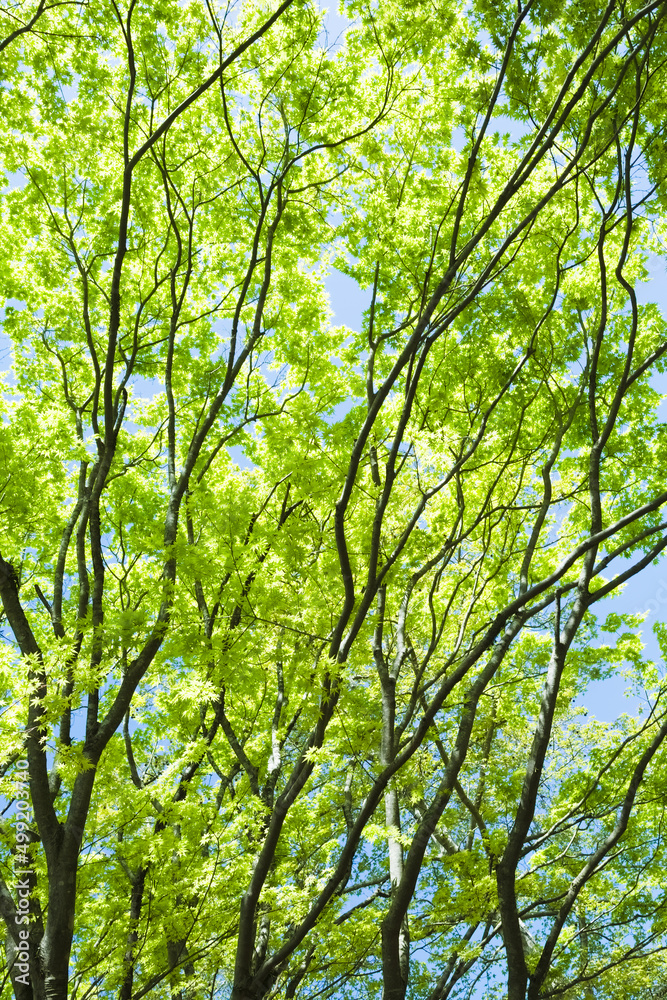 もみじの若葉と青空 もみじの若葉と青空