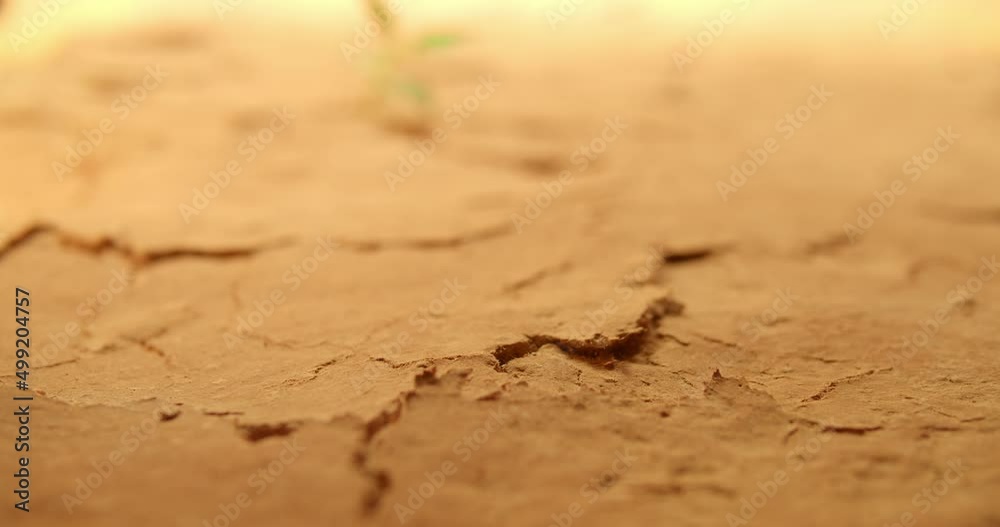 Dry cracked desert soil with single green plant sprouting up from the desert. Concept displaying global warming or climate change, drought damage to crops, or other environmental disasters.