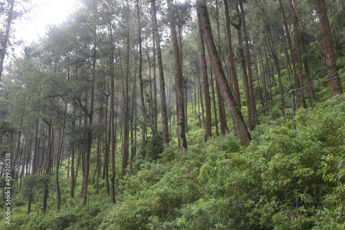 Wallpaper Mural pines wood scenery Torontodigital.ca