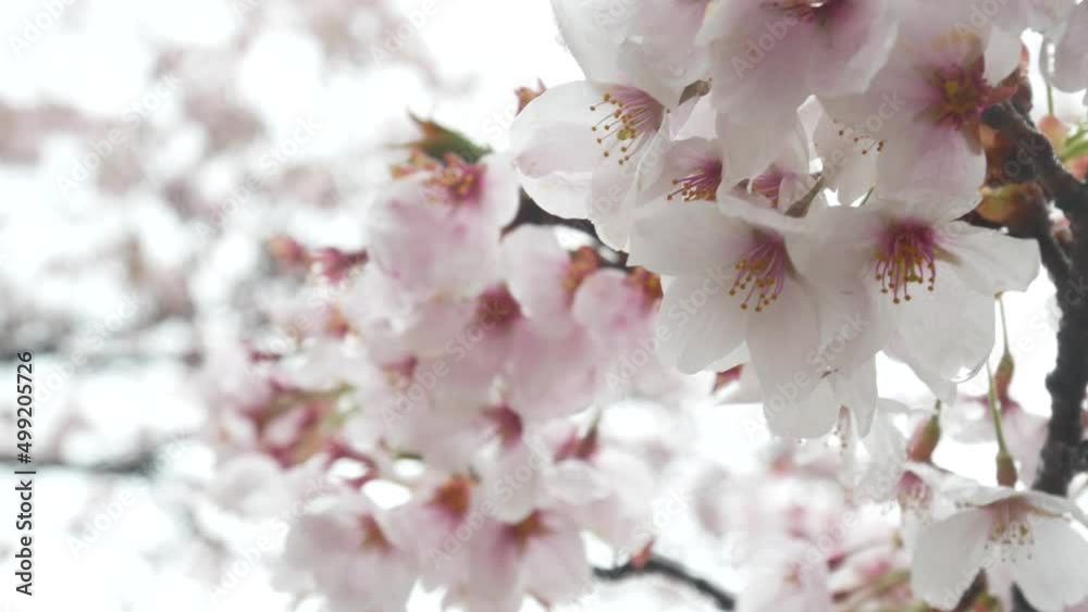 white cherry blossoms in full bloom 2 white cherry blossoms in full bloom 2