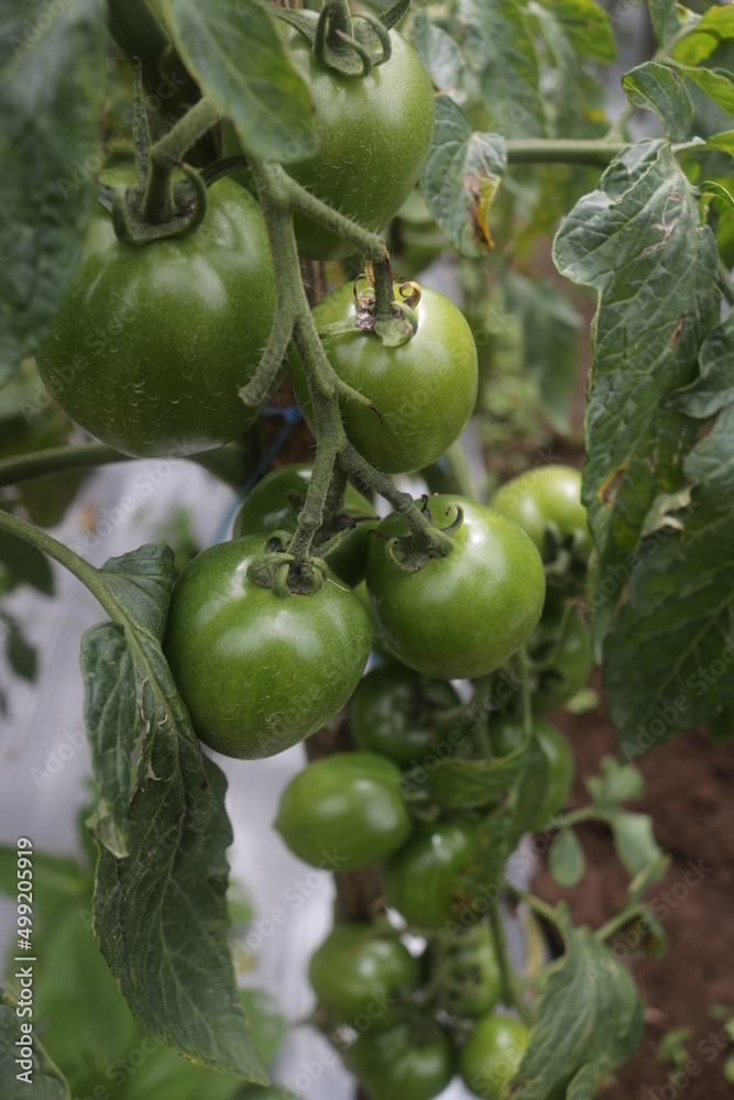 green tomatoes in a greenhouse green tomatoes in a greenhouse