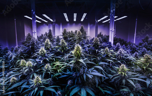 Fototapete black light cannabis lab for THC in marijuana tree for alternative medicine