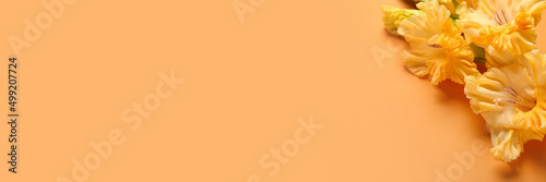 Beautiful gladiolus flowers on orange background with space for text