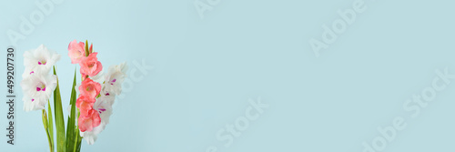 Beautiful gladiolus flowers on light blue background with space for text