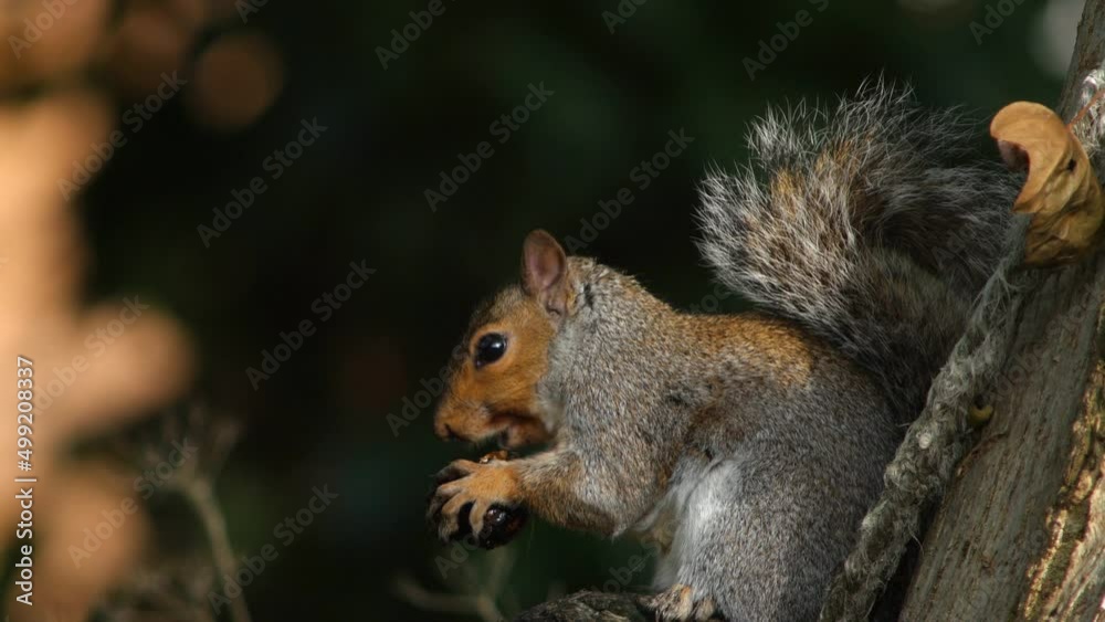 Squirrel eating a nut Squirrel eating a nut