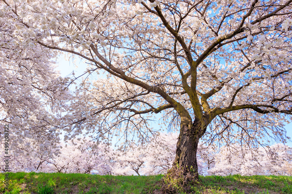 cherry blossom in spring cherry blossom in spring