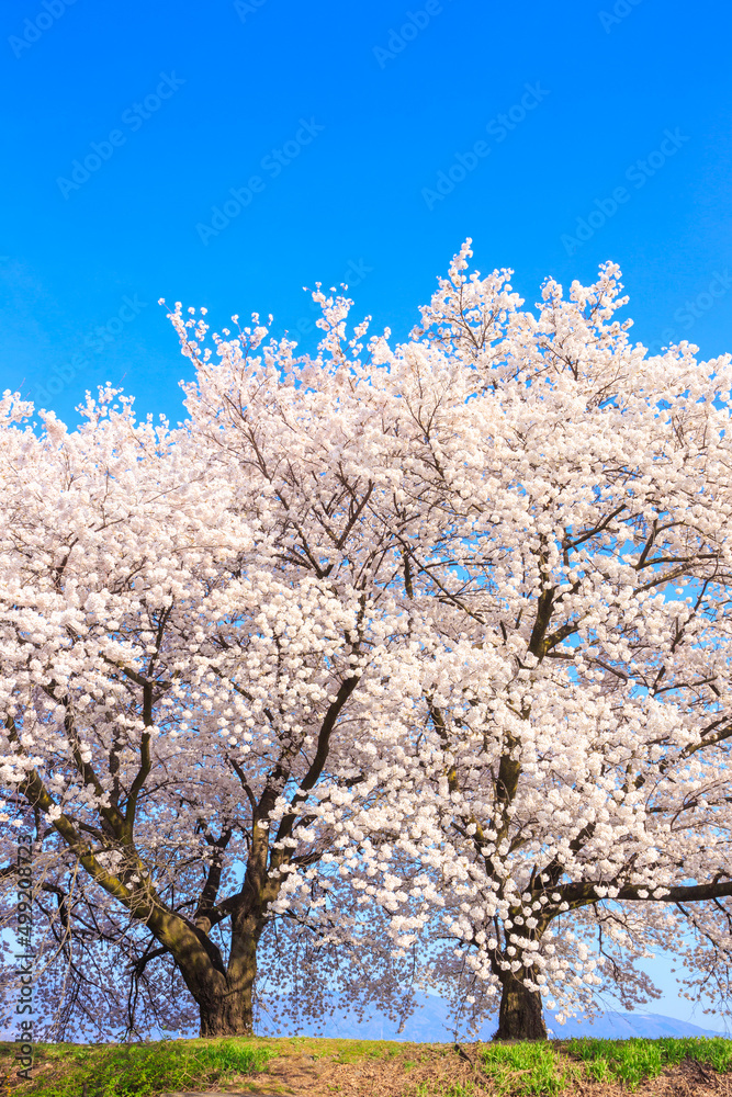 cherry blossom in spring