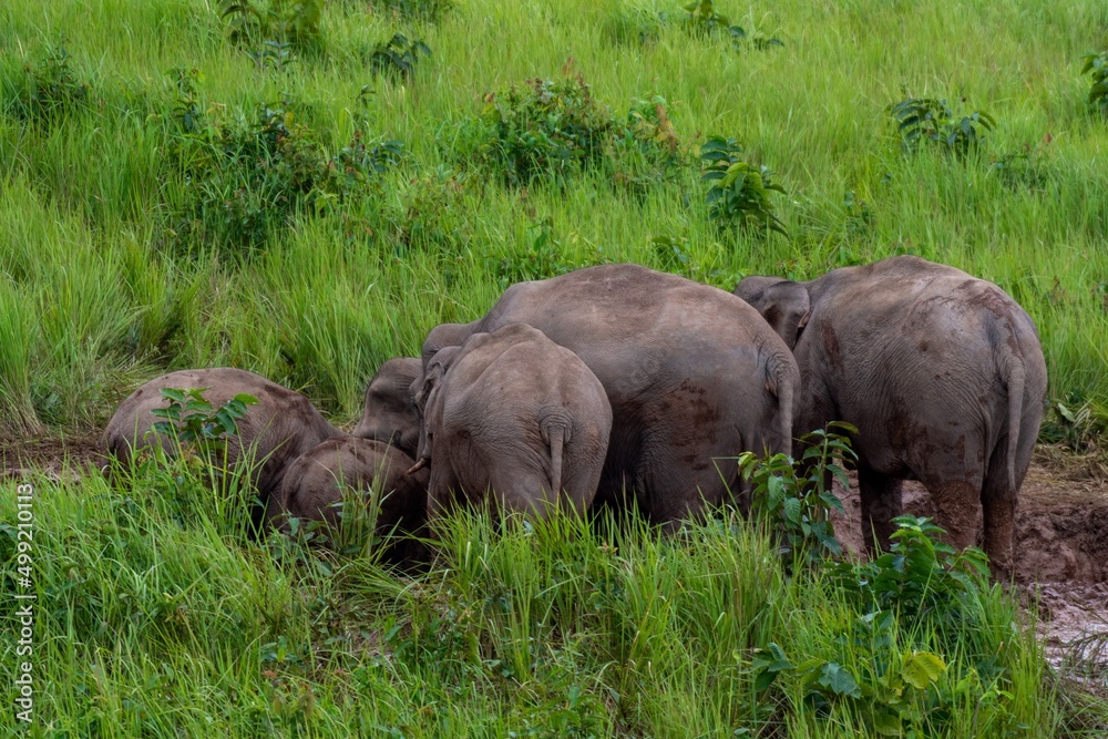 female Asian elephant gathered the crowd out to play in the soil female Asian elephant gathered the crowd out to play in the soil