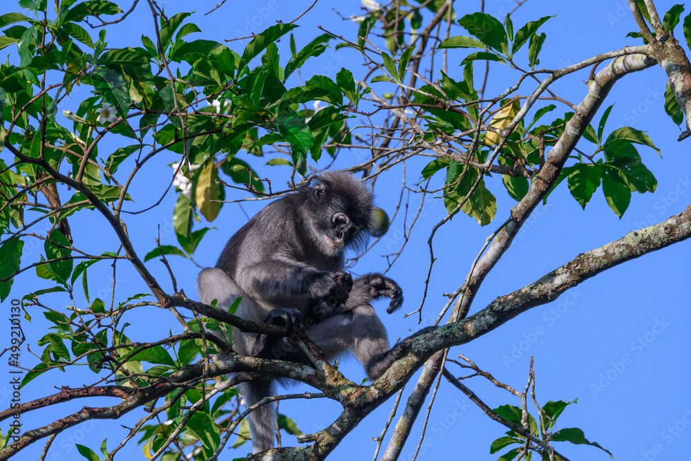 Fototapeta premium Dusky Langur, Spectacled Langur Southern langur The body color is gray, hands, feet black, face dark gray or gray black. The area around the eyes is white. similar to wearing glasses. Phetchaburi.