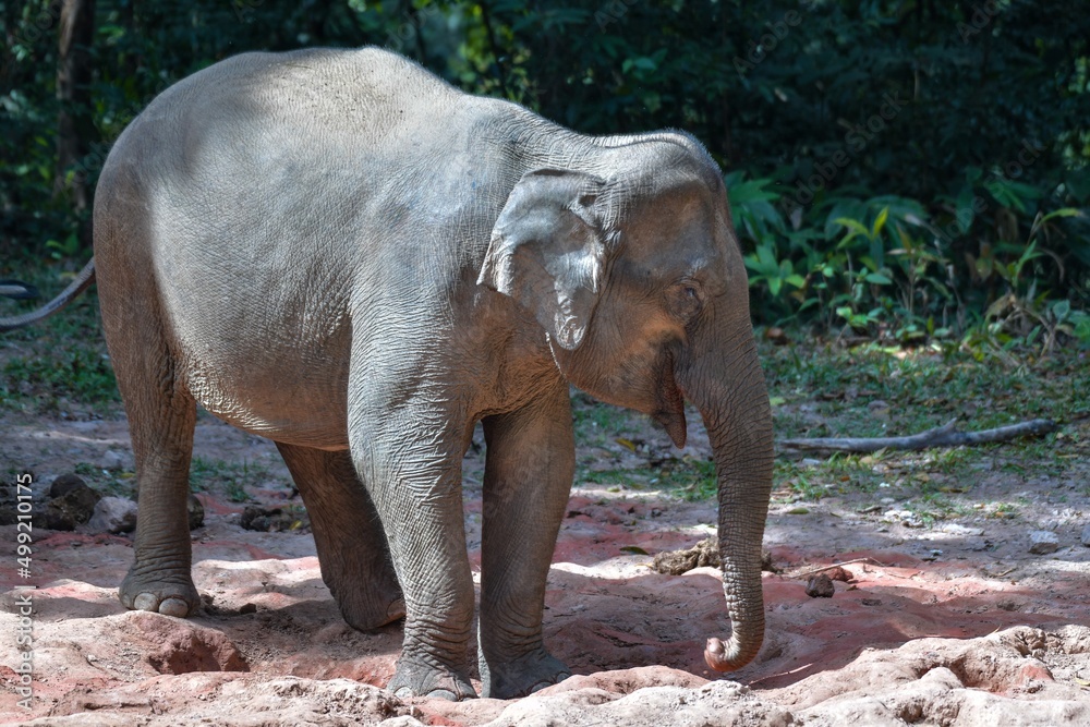 female Asian elephant gathered the crowd out to play in the soil