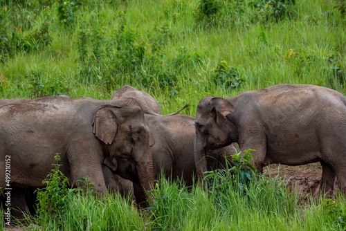 female Asian elephant gathered the crowd out to play in the soil