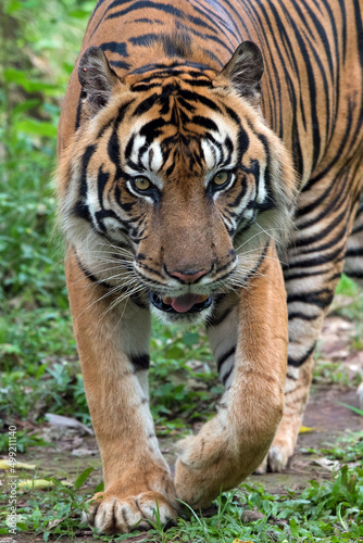 Close up portrait of a Sumatran tiger