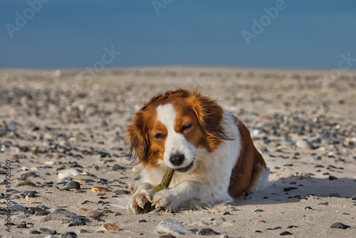 Cute Kooikerhondje dog laying relaxed on a gravel beach photo