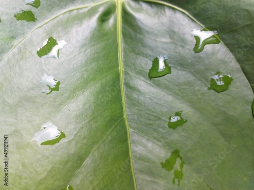 Raindrops on the green leaf