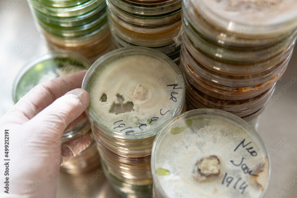 Selection and cultivation of mycelium. Mushroom cultivation around the world Selection and cultivation of mycelium. Mushroom cultivation around the world