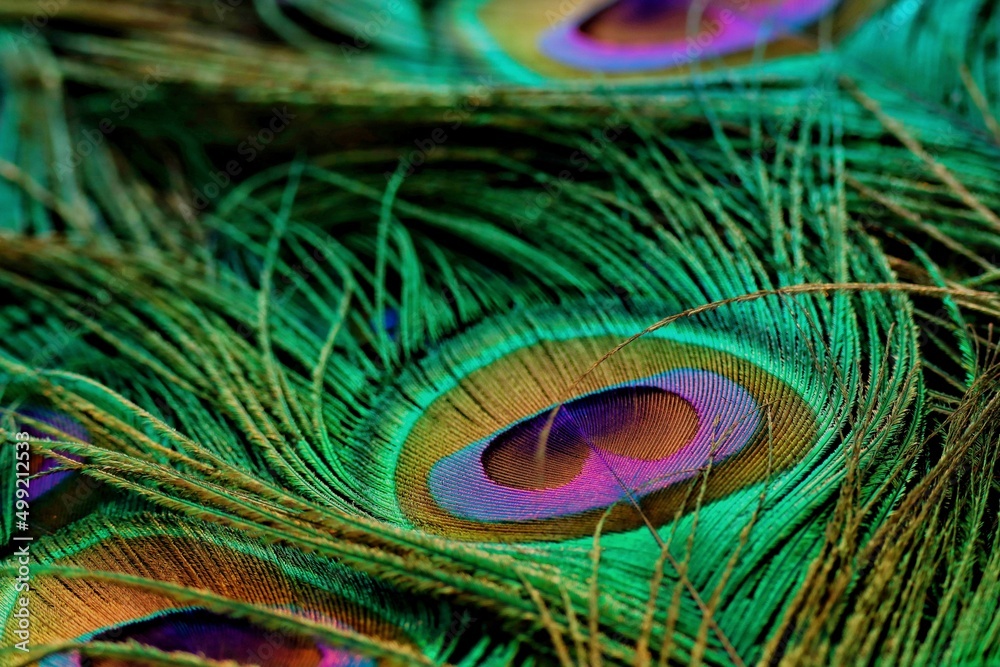 Naklejka premium Peafowl feather closeup. Peacock feather background. Abstract background. Mor pankh.