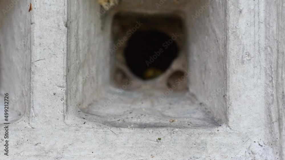 4K wasps nesting in vent Stock ビデオ Adobe Stock