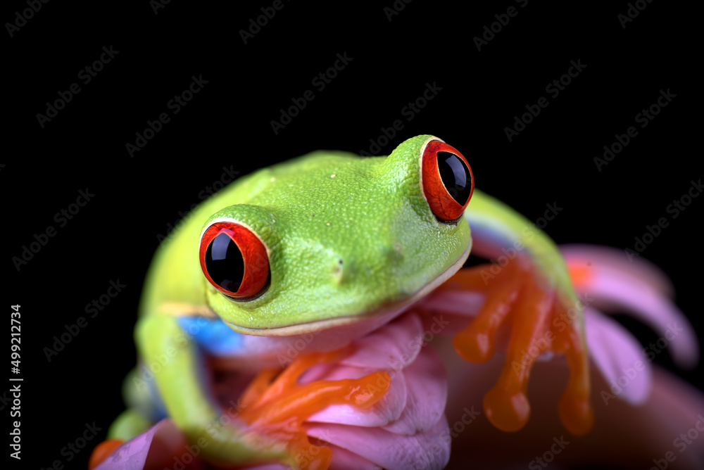 Fototapeta premium Red-eyed tree frog perched on a flower