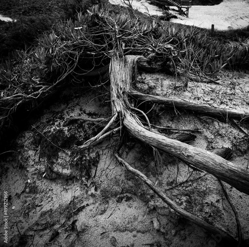 Tree root