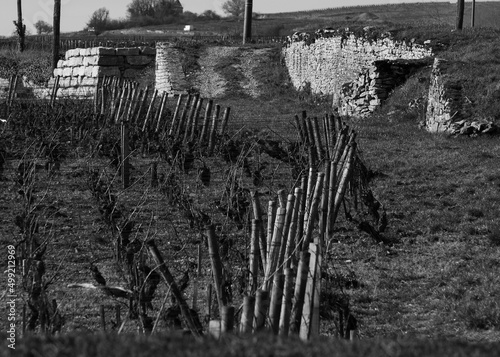 vineyard