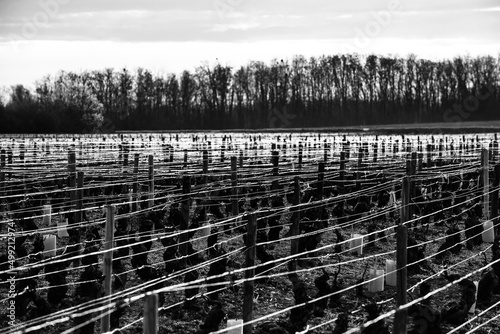 vineyard
