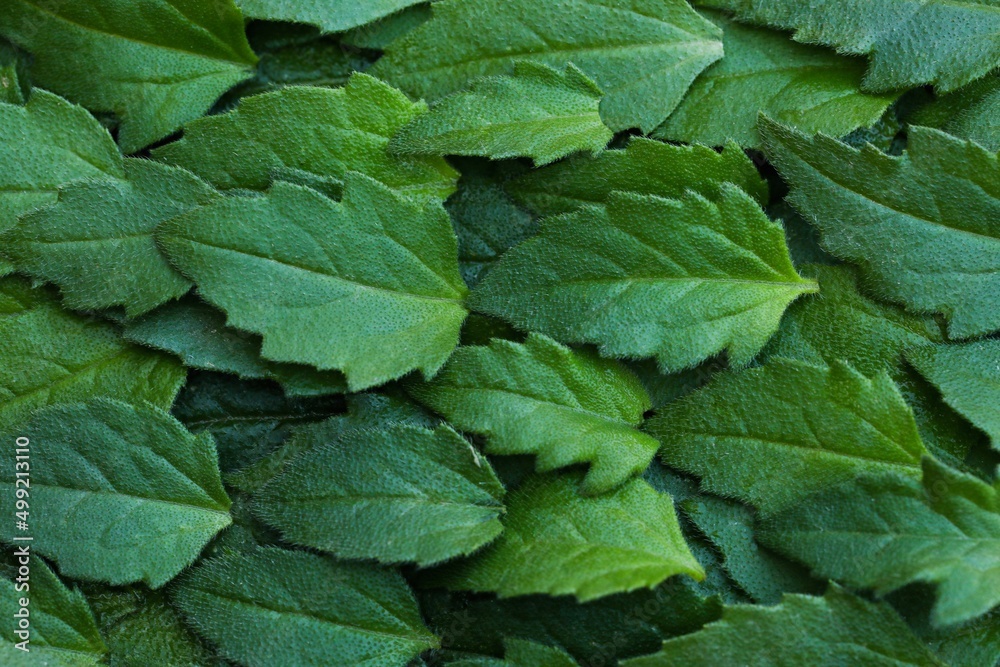 green leaves background. Tridax procumbens leaf. Tridax procumbens