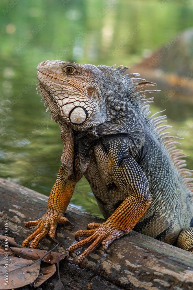 Fototapeta premium iguana