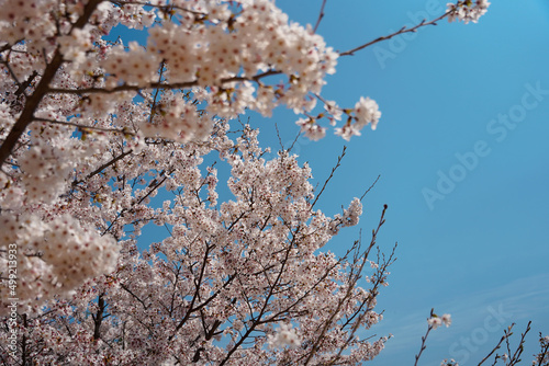 青い空を半分ピンクに染めて桜満開 
