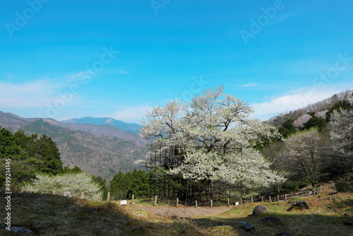 樽見の大桜と青い空と遠くの山並み