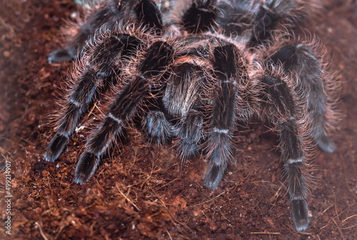 Spider tarantula with a beautiful color