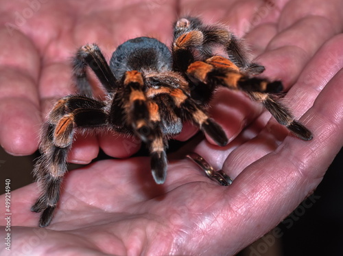 tarantula in the hand