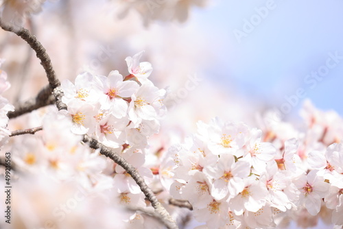 満開の桜