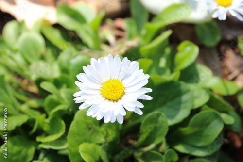                                                   English daisy white spring flowers