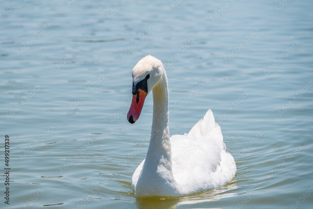 Graceful white Swan swimming in the lake, swans in the wild. Portrait of a white swan swimming on a lake. Graceful white Swan swimming in the lake, swans in the wild. Portrait of a white swan swimming on a lake.