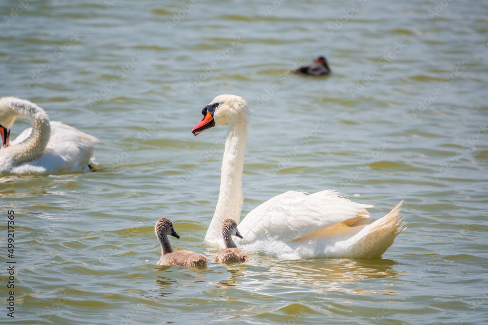 Fototapeta premium A female mute swan, Cygnus olor, swimming on a lake with its new born baby cygnets. Mute swan protects its small offspring. Gray, fluffy new born baby cygnets.