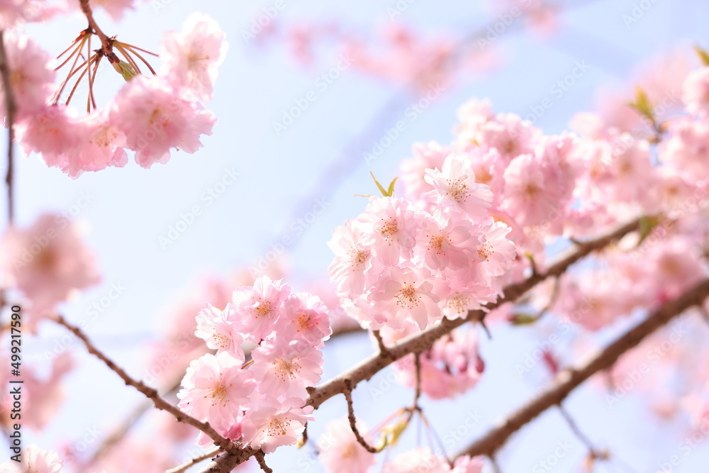 満開の八重紅しだれ桜-のどかな春のイメージ