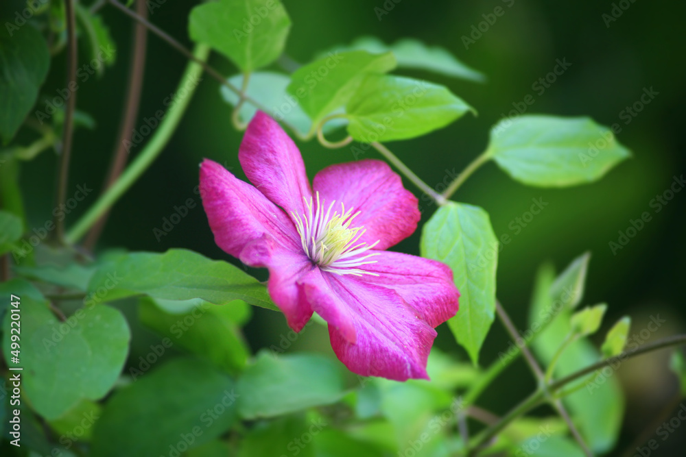 Garden Flower Garden Flower