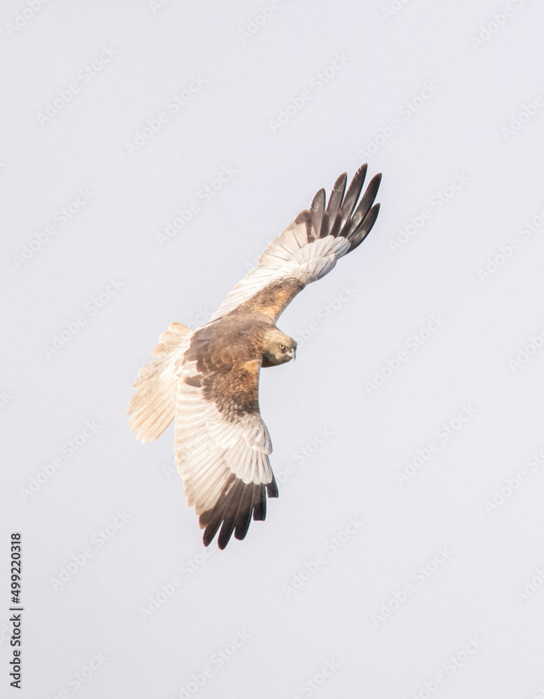 Obraz premium Moták pochop