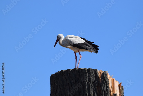 Storch