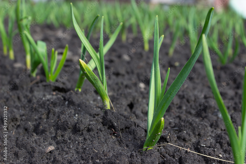 Bushes of green young garlic, spring time Bushes of green young garlic, spring time