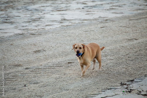 Labrador Dog on a Sandy Beach with a Blue Tennis Ball