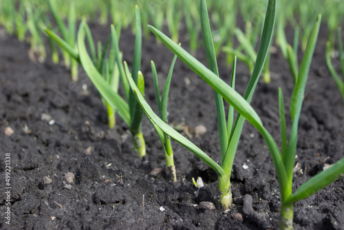 Bushes of green young garlic, spring time