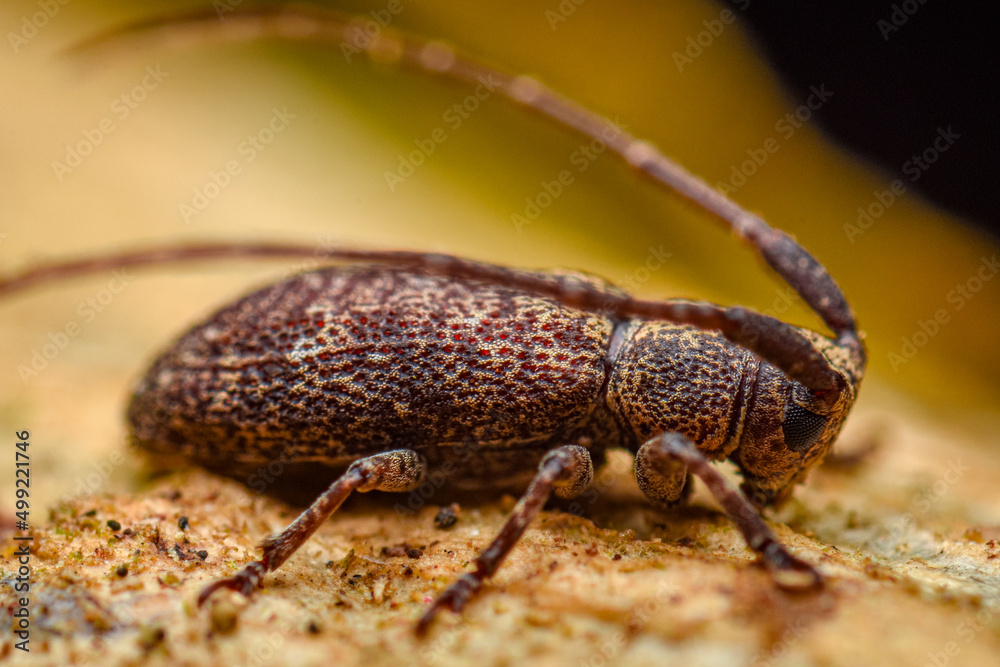 Fototapeta premium brown beetle, root weevil, close up shot of a brown beetle on a branch