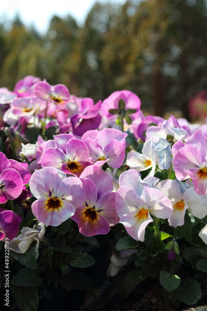 Obraz premium 春の花 スミレの花壇 Spring flower violet